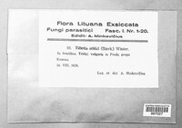 Ustilago tritici image